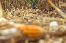 Ngasak Kearifan Lokal untuk Sesama pada Musim Panen Jagung