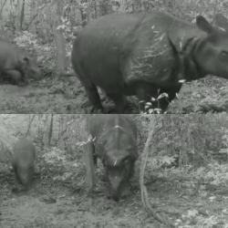 2 Anak Badak Lahir di Ujung Kulon, Menteri LHK dan Bupati Pandeglang Bersuka Cita