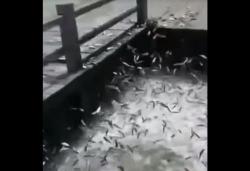 Ada Apa Ribuan Ikan Berlompatan ke Daratan di Kepulauan Seribu? Pemprov DKI Segera Cek ke Lapangan