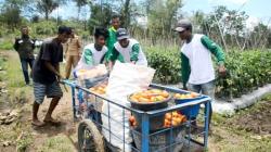 Luar Biasa! Tomat Belu Tembus Pasar Provinsi Papua dan Sulawesi, Ini Tanggapan Petani Atambua