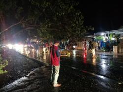 Angin Kencang di Probolinggo, Sebabkan Pohon Tumbang di Jalan Pantura Paiton