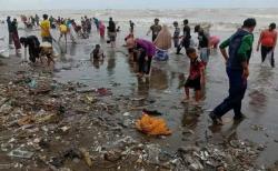 Ratusan Ribu Kerang Engsol Muncul di Pantai Muara Indah Pemalang, Fenomena Apa?