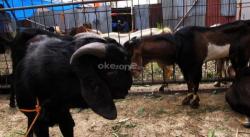 Tersiar Kabar Jadi Anggota PPK Bayar Mahar Kambing sebagai Pengganti Uang Pelicin, Kok Bisa?