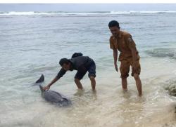 Seekor Lumba-Lumba Terdampar di Perairan Lebak Selatan, Warganet : Awas Tanda-tanda!