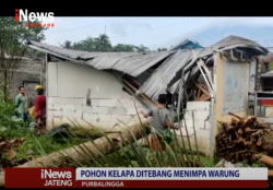Pohon Tumbang Timpa Warung di Purbalingga