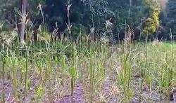 Serangan Sporadis Belalang Kembara di Sumba Timur, Puluhan Hektar Kebun Jagung Ludes
