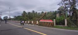 Pohon Tumbang Timpa Kabel di Jembatan Caringin Belum Juga Dievakuasi