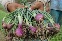 Teknologi Baru TSS Digunakan Petani Temanggung untuk Menanam Bawang Merah