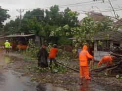 Diguyur Hujan Deras dan Angin Kencang, Tim BPBD Pemalang Lakukan Evakuasi Pohon Tumbang di Pantura