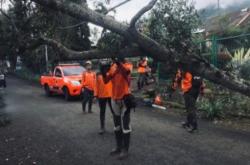 Angin RIbut di Kota Batu, Banyak Pohon Tumbang di 12 Titik