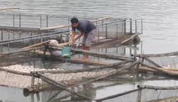 Ribuan Ikan di Telaga Ngebel Ponorogo Mati Mendadak