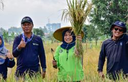 Lahan Pemkot di Lakarsantri Panen Padi 22,4 Ton, Wujud Ketahanan Pangan Terealisasi