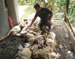 Mengenaskan! Puluhan Ekor Kambing Mati Terendam Banjir, 6 Ekor Terbawa Arus Sungai