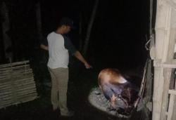 Sapi Bunting di Probolinggo Dibacok Orang Tak Dikenal Hingga Meninggal