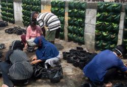 Wujudkan Ketahanan Pangan di Kota Semarang, Urban Farming Akan Dimasukkan ke Kurikulum Merdeka