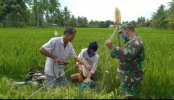 Babinsa Kodim 0103/Aut, Bantu Langsung Warga Menyemprot Hama Padi di Sawah.