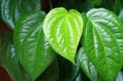 7 Manfaat Daun Sirih yang Ampuh Rawat Miss V