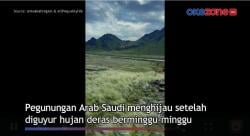 Diguyur Hujan Deras Berminggu-Minggu, Pegunungan Arab Saudi Jadi Menghijau