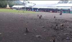 Melihat Keunikan Candi Batur, Objek Wisata di Pemalang dengan Ribuan Monyet yang Bersahabat