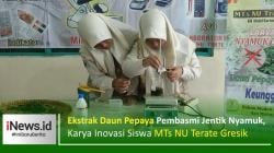 Keren! Ekstrak Daun Pepaya Pembasmi Jentik Nyamuk, Karya Inovasi Siswa MTs NU Gresik