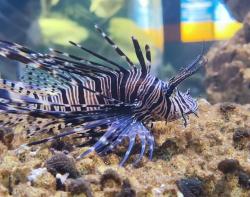 Cara Pemeliharaan dan Perawatan Ikan Lion Fish di Aquarium