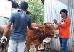 Temukan Virus pada Puluhan Sapi, Diperta Probolinggo Waspadai PMK Gelombang Dua