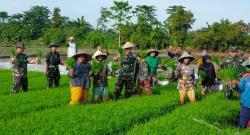 Kodim 0602/Serang Meninjau Demplot Pertanian, guna Menjaga Ketahanan Pangan