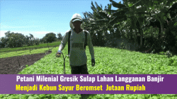 Petani Milenial Gresik Sulap Lahan Langganan Banjir Menjadi Kebun Sayur Beromzet Jutaan Rupiah