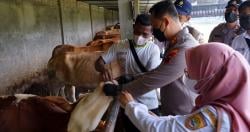 Virus LSD Masuk Sukoharjo, Dispertan Temukan 13 Sapi Diduga Terinfeksi