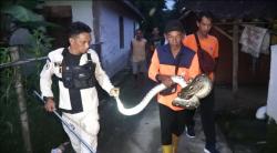Ular Piton Sepanjang 3,5 Meter Masuk ke Dapur Warga