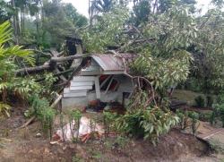 Satu Keluarga Selamat, Pohon Tumbang Hancurkan Rumah Warga di Bener Meriah