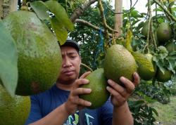 Cara Ampuh Bikin Pohon Alpukat Berbuah Lebat Cukup Diberi Terasi, Benarkah? Cek Faktanya