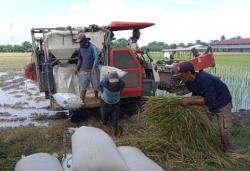 Food Estate Terapkan Integrated Farming, Apa Itu? Ini Penjelasan Ahli