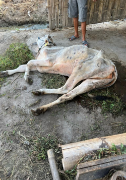 540 Kasus Aktif LSD di Sragen, Kabid Kesehatan Hewan: Siapkan Obat