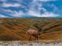 Bukit Warinding, Savana yang Berubah Sesuai Musim