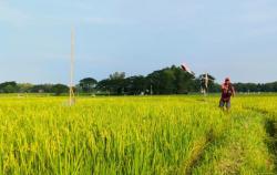 Petani Sampang Was-Was, Jelang Musim Panen Sawahnya Diserang Ribuan Burung Pipit, Pemkab Bungkam