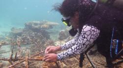 Papua Diving Academy Tanam Terumbu Karang untuk Selamatkan Teluk Tanah Merah