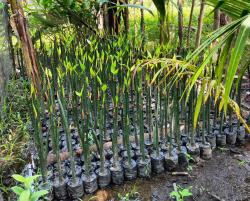 Tidak Dianggarkan di APBD, tapi Dinas Kehutanan dan DLH yang Janji Beli Bibit Mangrove Milik Warga