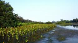 Rupanya Program 1,2 Juta Mangrove Dibebankan ke Perusahaan Sebagai Mitra Nilai Rp4 Miliar