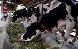 230.000 Sapi Perah di Jawa Timur Bakal di Vaksinasi Booster, Ini Alasannya