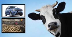 Suzuki Berencana Membuat Energi Hijau dari Kotoran Sapi