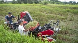 Infrastruktur Pertanian Dongkrak Hasil Produksi Padi Petani