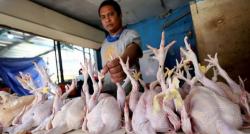 Tata Cara dan Doa Potong Ayam yang Sesuai dengan Syariat Islam agar Daging Halal untuk Dimakan