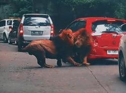 Ngeri! 2 Singa Ngamuk Berkelahi di Taman Safari Prigen, Hancurkan Sebuah Mobil