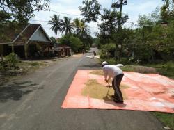 Pantas Beras Mahal, Ternyata Gabah Kering di Petani Lebak Sudah Segini Harganya!