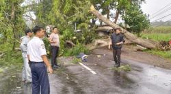 Diterjang Angin, Pohon Besar Tumbang Menimpa 2 Orang, 1 Tewas di TKP