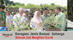 Beragam Jenis Bonsai Seharga Ratusan Juta Menghiasi Gresik