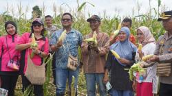 Panen Jagung Perdana Binaan Binmas Polres Mappi, Wujudkan Stabilitas Pangan