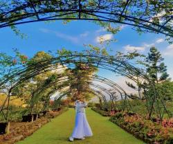 Liburan Akhir Pekan di Garut, Yuk Kunjungi Wisata Alam Kebun Mawar Situhapa