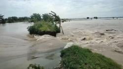 Ratusan Hektare Sawah di Bojonegoro Terendam Banjir, Tanggul Sungai Jebol